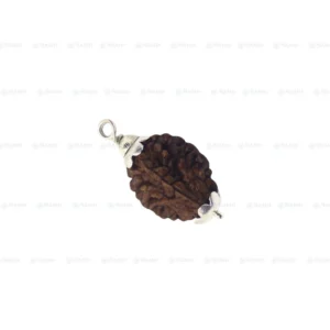2 Mukhi Rudraksha