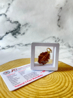 2 mukhi rudraksha with certificate