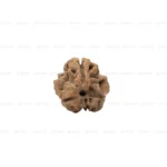 3 Mukhi Rudraksha