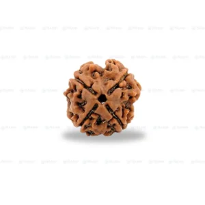 4 Mukhi Rudraksha Nepali