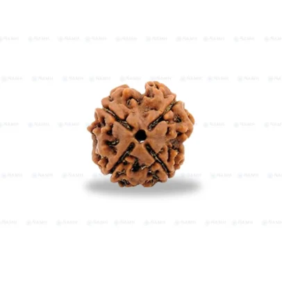 4 Mukhi Rudraksha Nepali