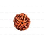 5 Mukhi Rudraksha Orignal Nepali Rudraksha