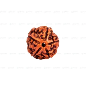 5 Mukhi Rudraksha Orignal Nepali Rudraksha