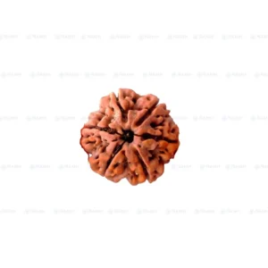 6 Mukhi Nepali Rudraksha