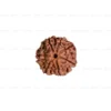7 Mukhi Rudraksha
