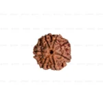 7 Mukhi Rudraksha