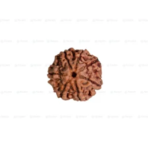 7 Mukhi Rudraksha