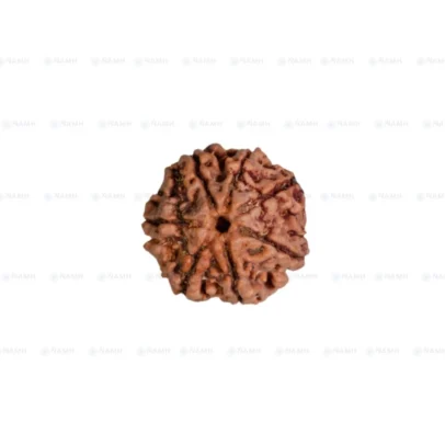 7 Mukhi Rudraksha