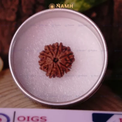 8 Mukhi Rudraksha