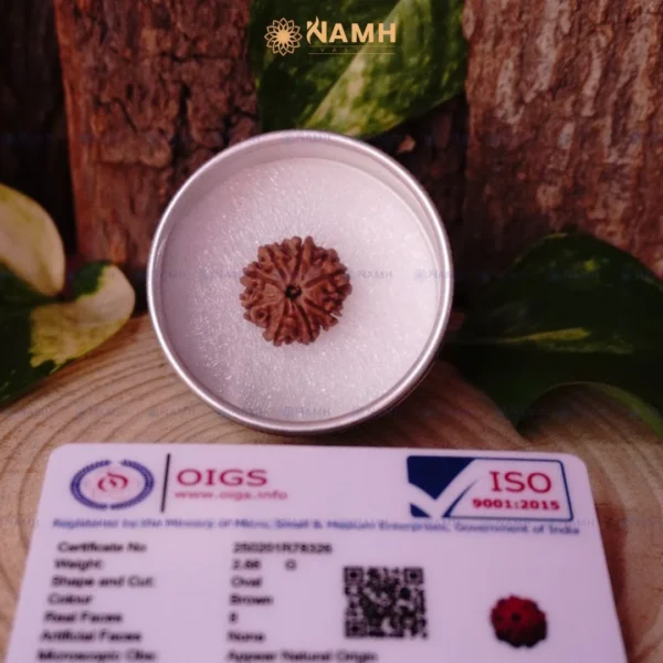 8 Mukhi Rudraksha