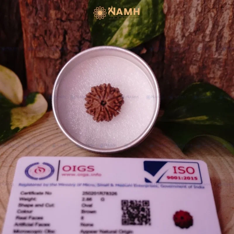 8 Mukhi Rudraksha