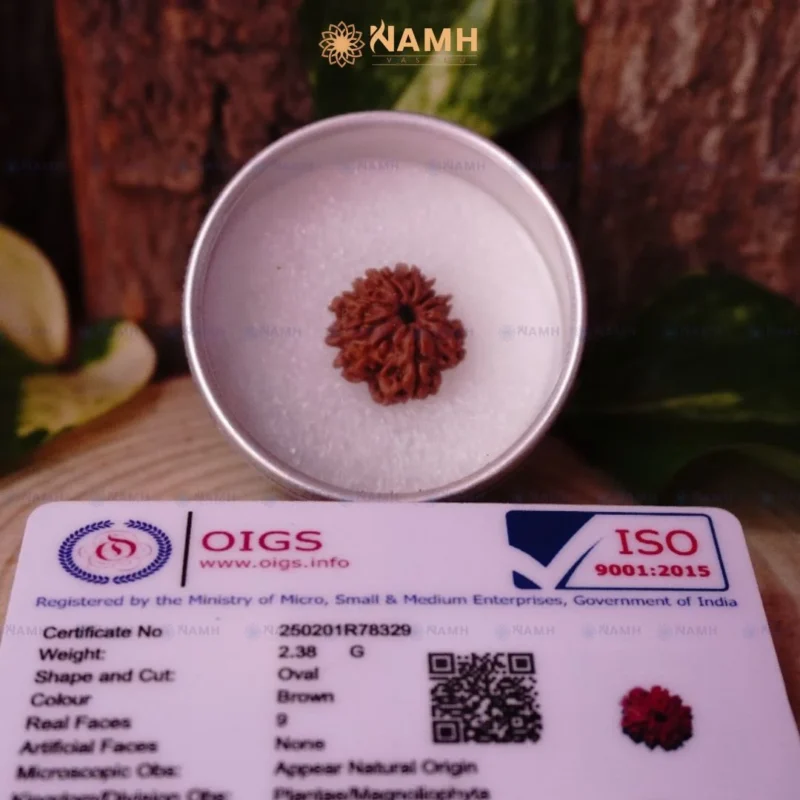 9 Mukhi Rudraksha