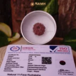 11 Mukhi Rudraksha Without Silver Pendant