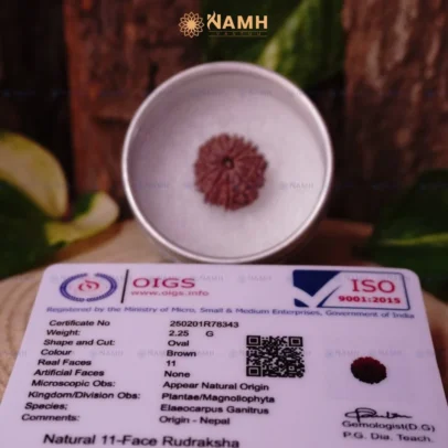11 Mukhi Rudraksha Without Silver Pendant