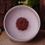 11 Mukhi Rudraksha Without Silver Pendant