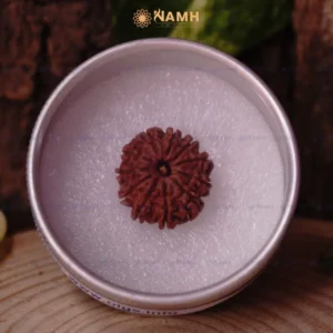 11 Mukhi Rudraksha Without Silver Pendant