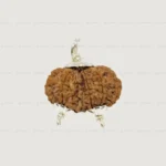 Gauri Shankar Rudraksha Nepali Original