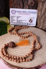 7 Mukhi Rudraksha Mala
