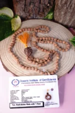 7 Mukhi Rudraksha Mala